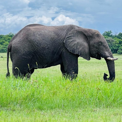 18 uncommon facts about elephants: