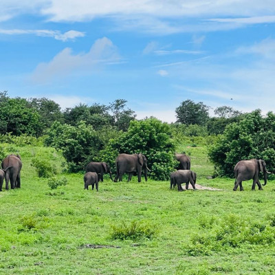 Chobe National Park Day Trip: A Guide To Explore the Wildlife of Botswana in 1 Day