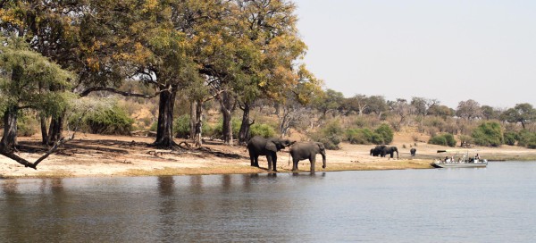 Chobe day trip from Victoria Falls