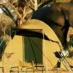Chobe National Park Camping Safari: The Ultimate Guide to Camping in Chobe National Park chobe camping safari