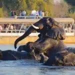 Botswana Safari