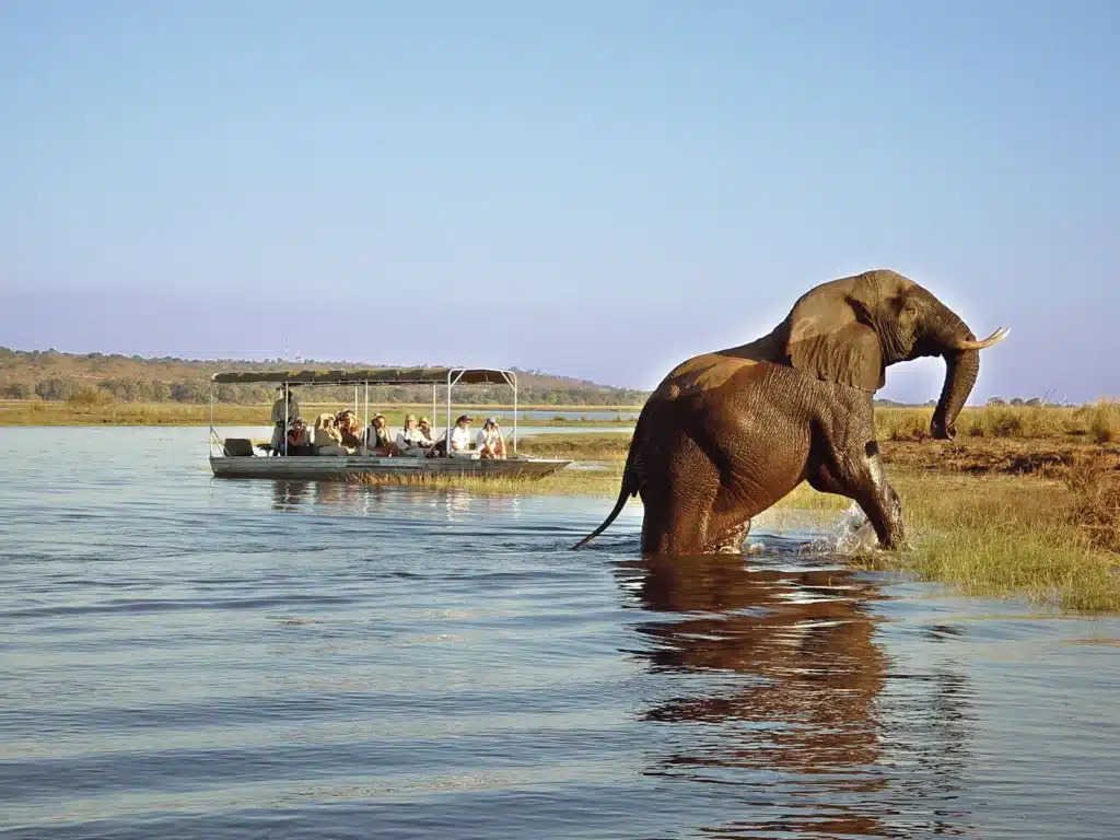 Botswana chobe safari lodge game cruise
