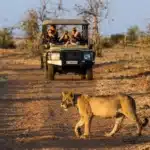 Zimbabwe Safari Costs: What to Budget? muchenje game drive lion max1800x1200