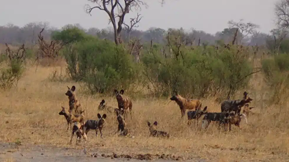 wilddog from the hide blog 980x551 1