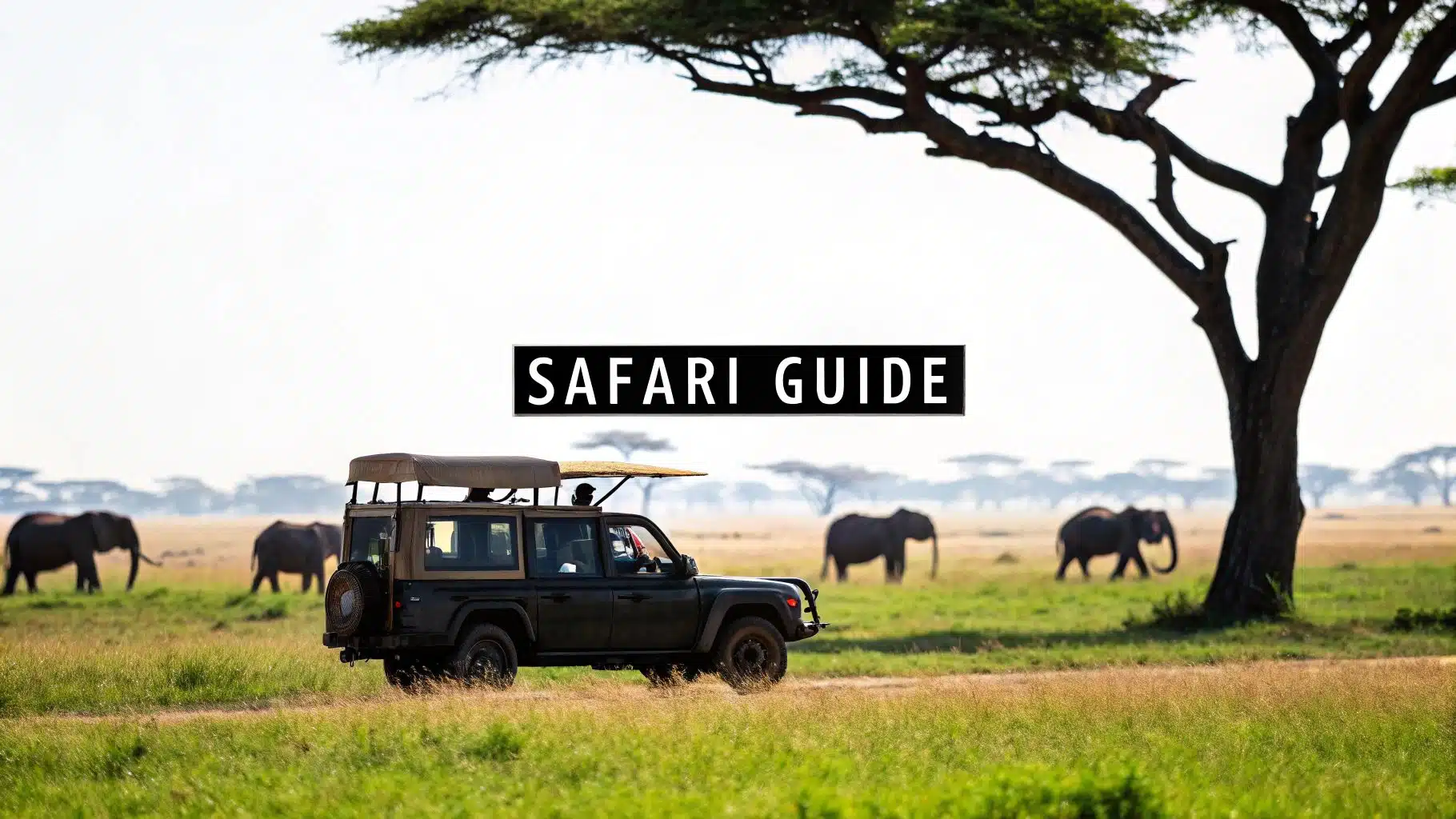 African Safari Guide: Your Path to a Wild Adventure featured image 893d1c5d 05fb 477f b557 c32082d51c74