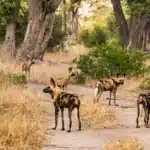 moremi safari