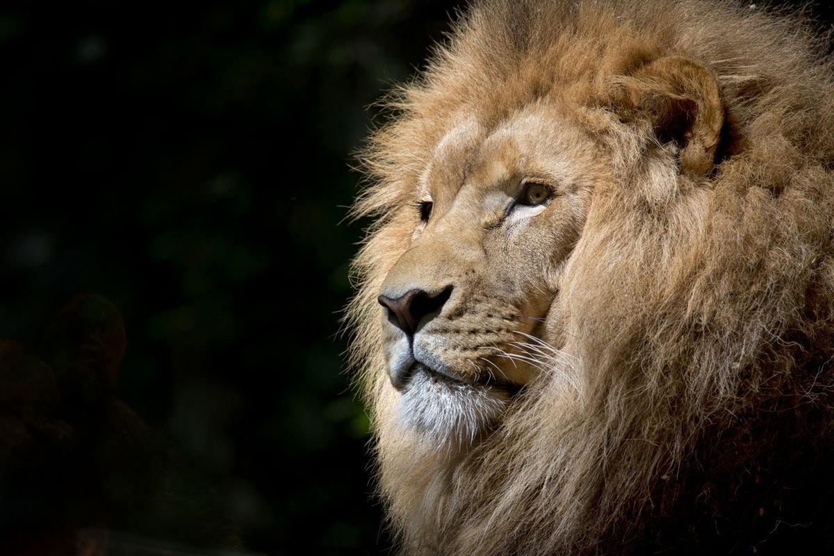 Zambezi Queen: Luxury Chobe River Cruise Guide A lion resting in the wild African bush