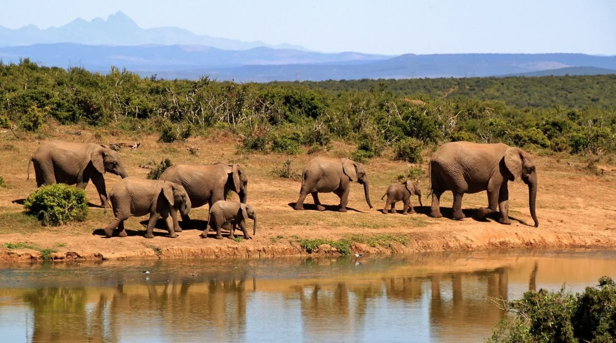 Zambezi Queen: Luxury Chobe River Cruise Guide Herd of African elephants gathered together on the savanna near water