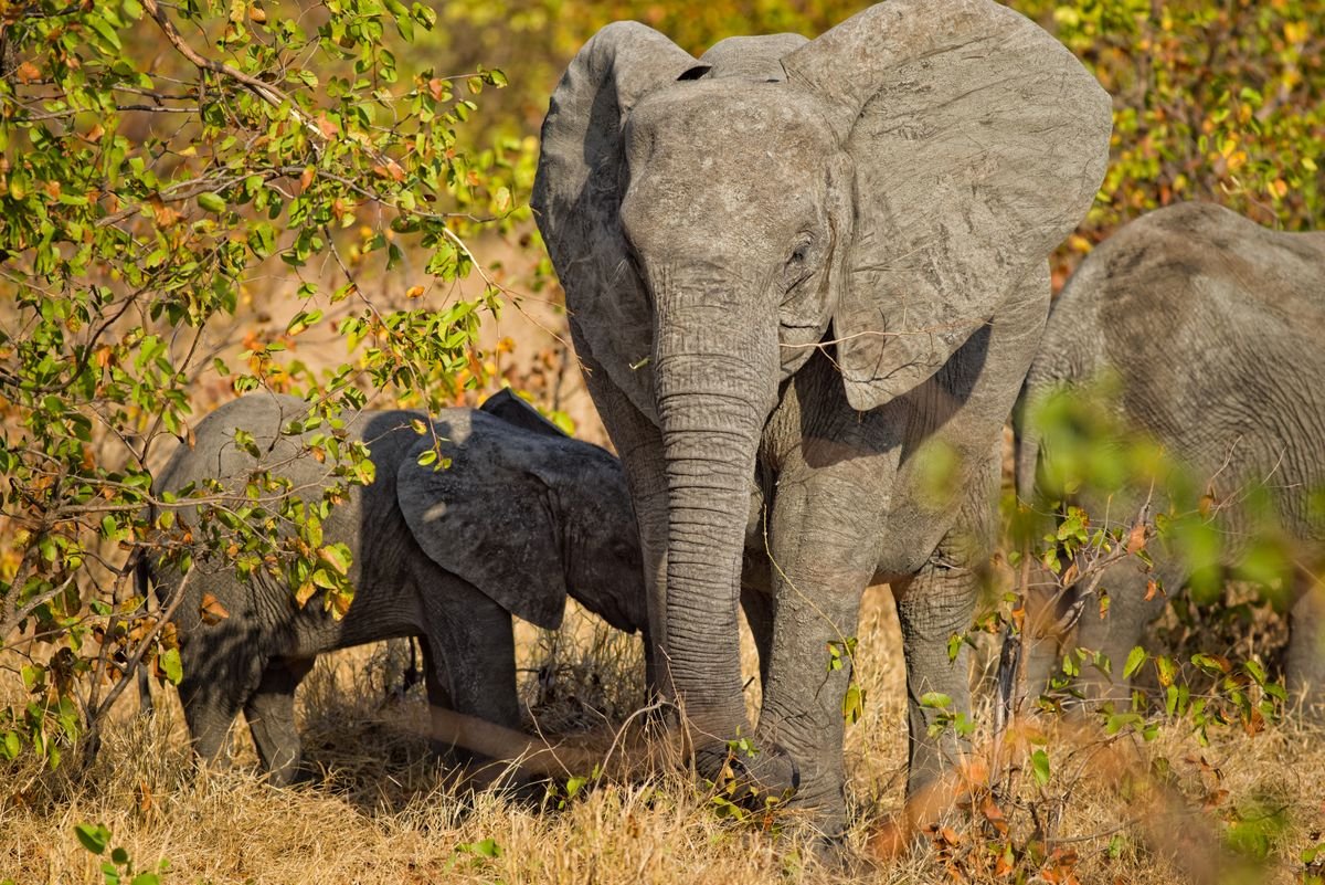African elephants moving through dry savanna grassland