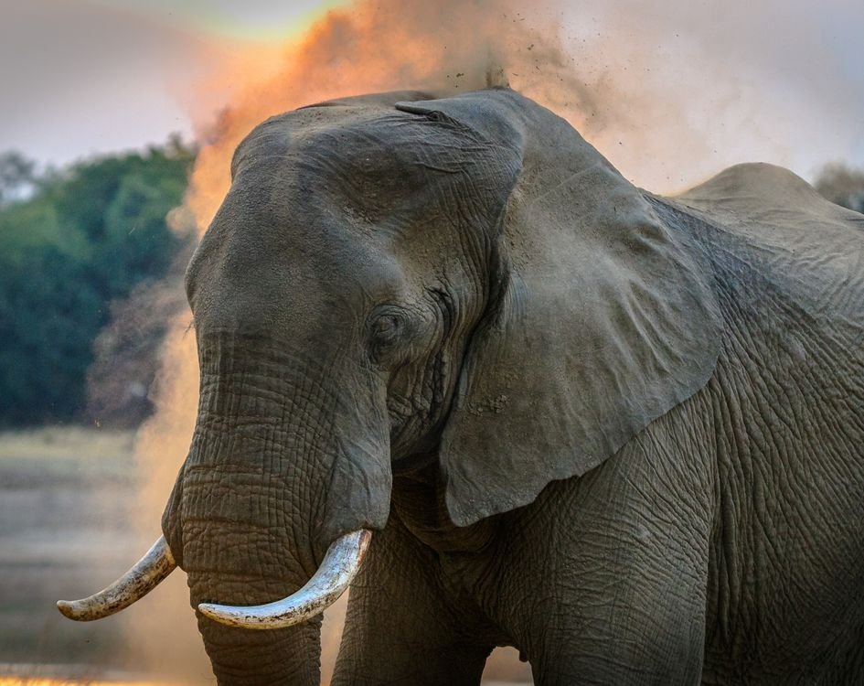 African Safari Packages Compared: How to Choose African elephant on the savannah during a safari game drive at sunset