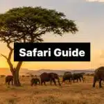 africa safari guide elephants savannah