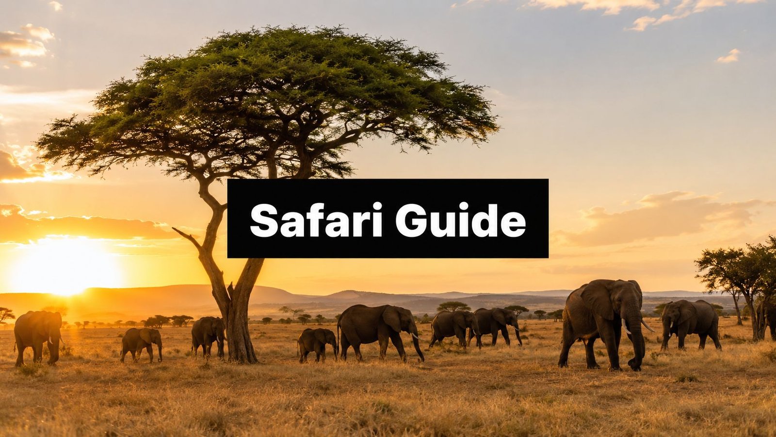 africa safari guide elephants savannah
