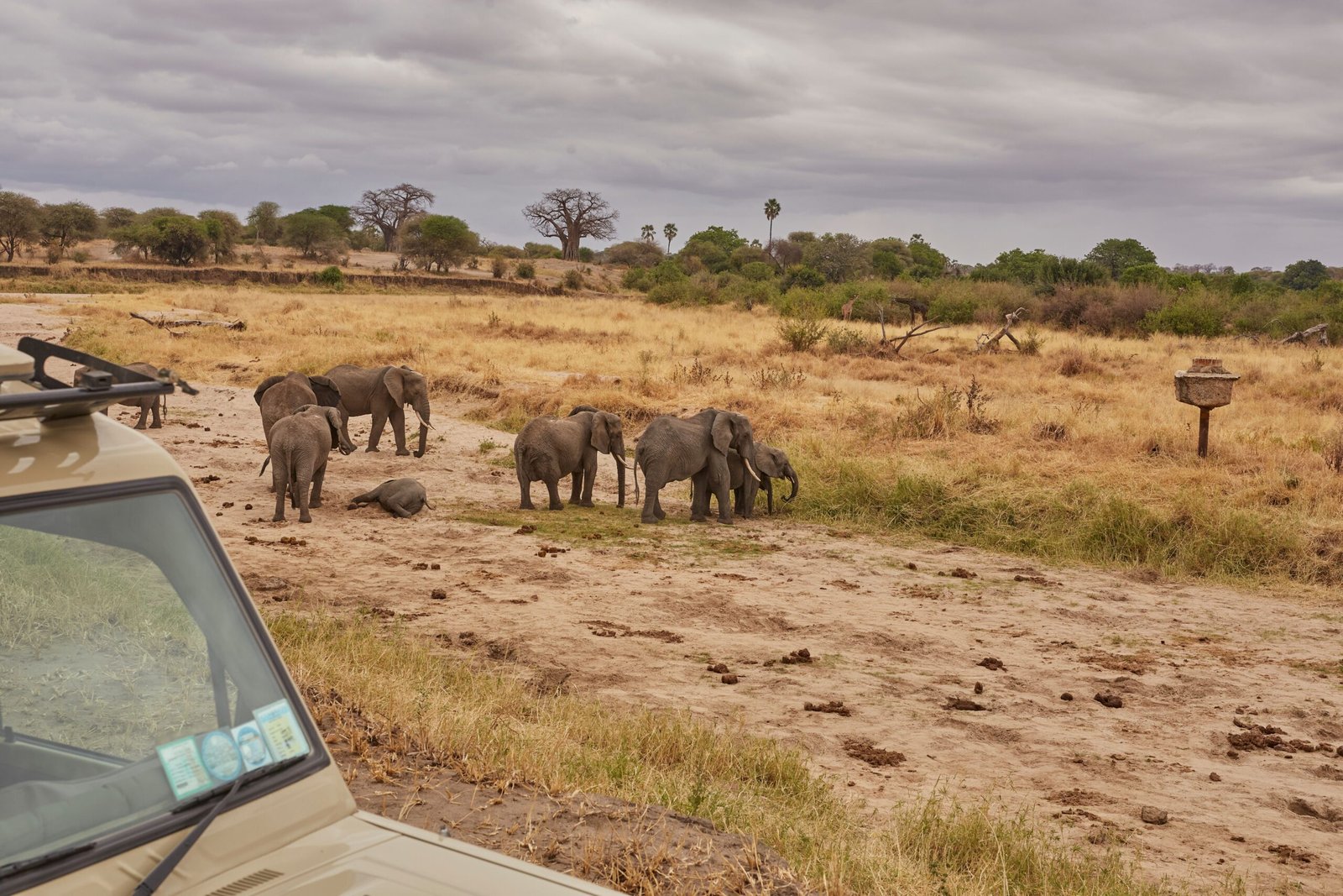 African Safari Zimbabwe: Top Parks & Packages Herd of elephants grazing on the African savanna during a safari