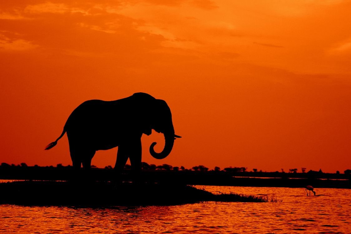 Honeymoon Safari in Africa: Romantic Southern Escapes Silhouette of an elephant at sunset against a vivid orange African sky in Chobe National Park, Botswana