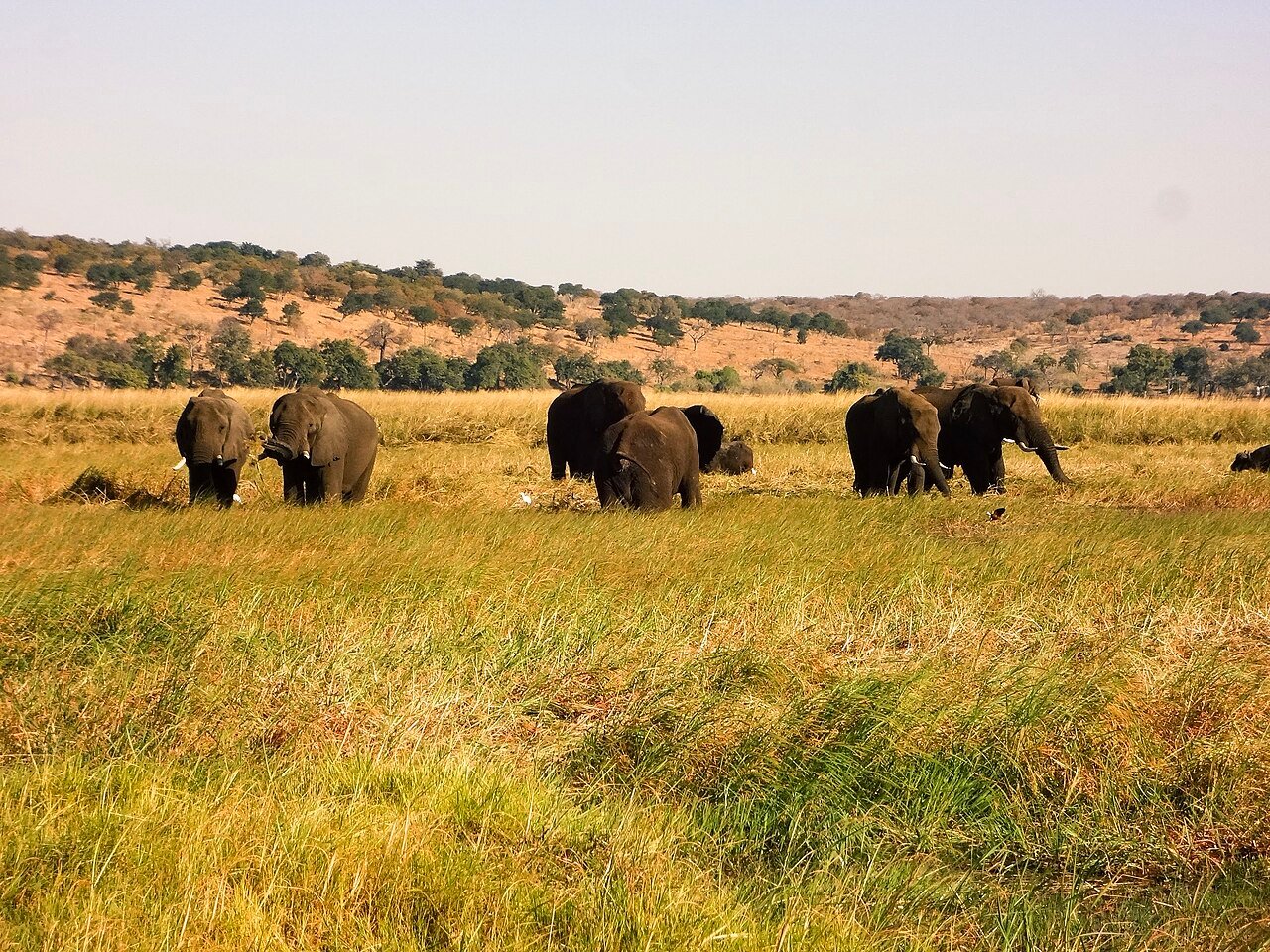 Botswana Specials: Exclusive Safari Deals for 2026 Elephants gathering in Chobe National Park, Botswana, a highlight of Botswana safari specials