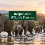 responsible wildlife tourism elephants walking