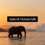 safari and victoria falls elephant