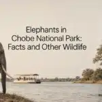 Elephants in Chobe National Park: Facts and Other Wildlife