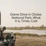 Game Drive in Chobe National Park: What It Is, Times, Cost