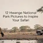 12 Hwange National Park Pictures to Inspire Your Safari
