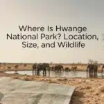 Where Is Hwange National Park? Location, Size, and Wildlife