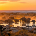 Etosha National Park Safari