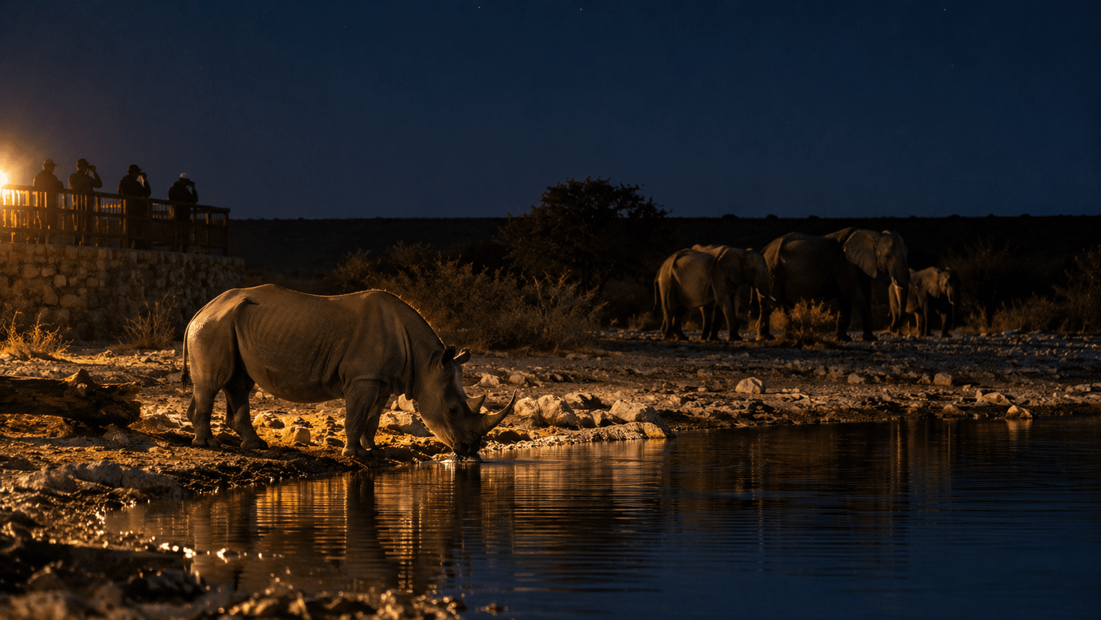Black rhino at the Okaukuejo floodlit waterhole in Etosha National Park