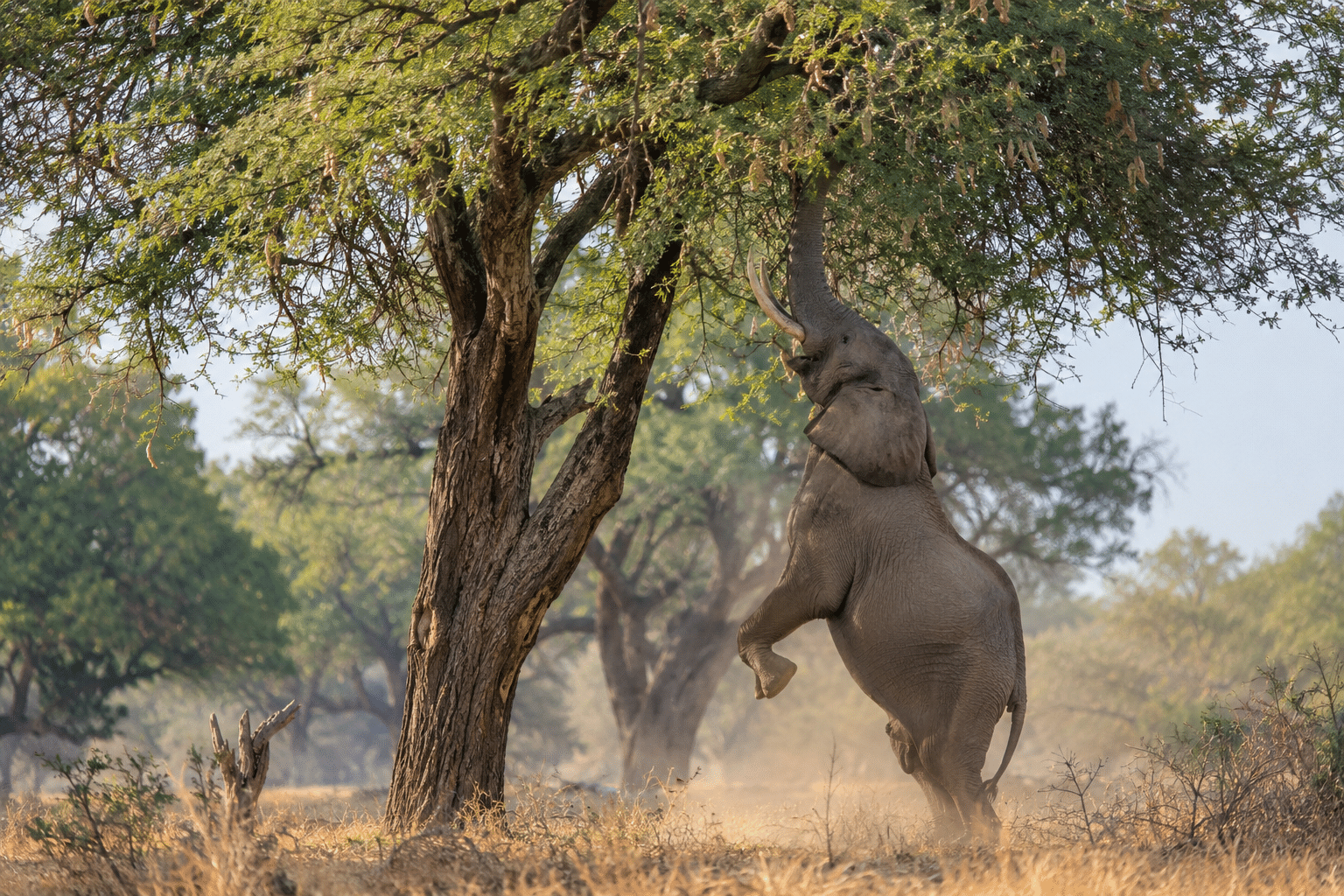  Elephant reaching for pods in an albida tree in
Mana Pools National Park