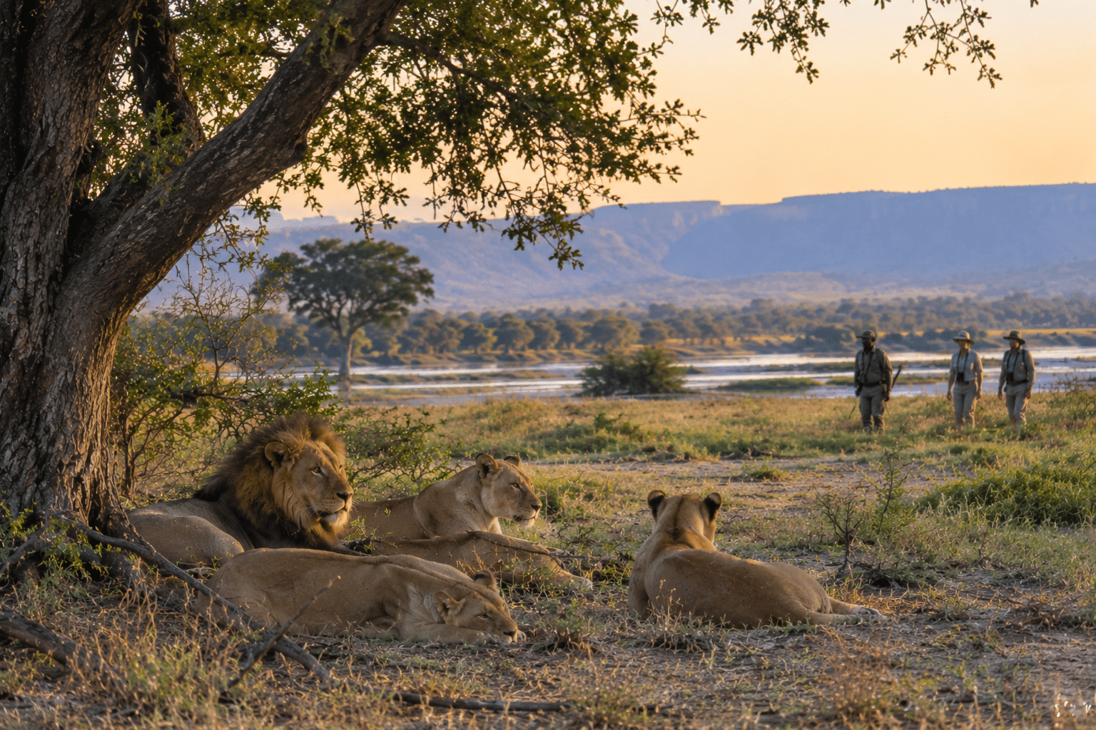  Lions resting on the floodplain seen during a Mana Pools walking safari