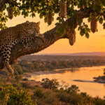 South Luangwa Safari