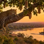 South Luangwa Safari
