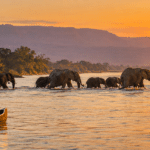 Lower Zambezi Safari