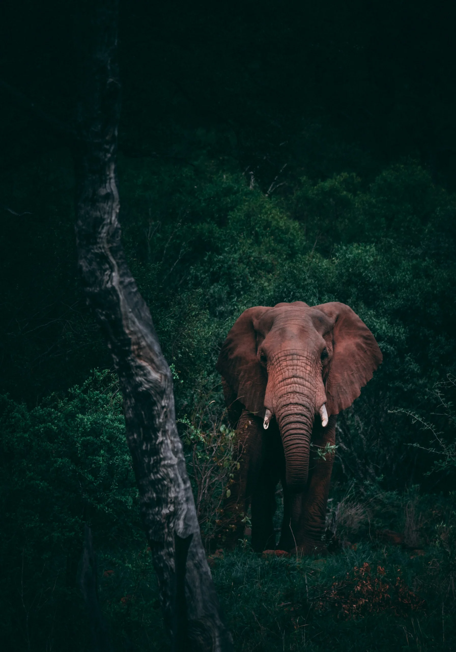 Photography Safari: Best Spots in Chobe & Hwange African elephant at a waterhole during a safari