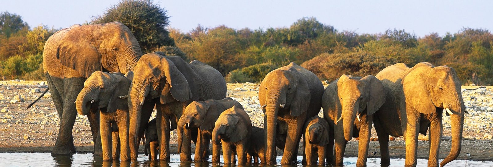 Botswana Safari from Victoria Falls: Complete Travel Guide Elephant family at the Chobe riverfront on a Botswana safari from Victoria Falls